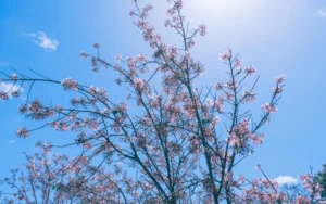 62f814b2aac471c755287c4682be299a